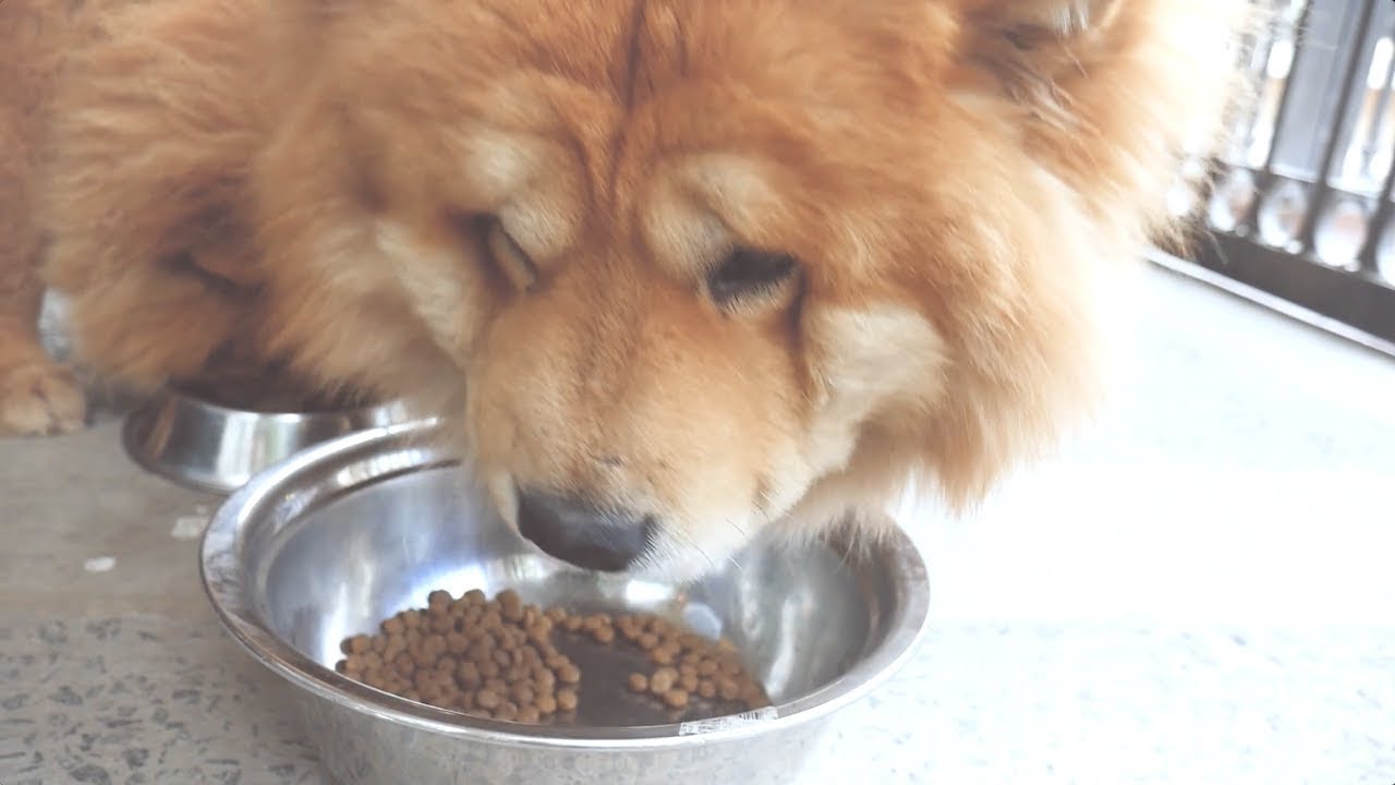 Chow Chow Comendo 