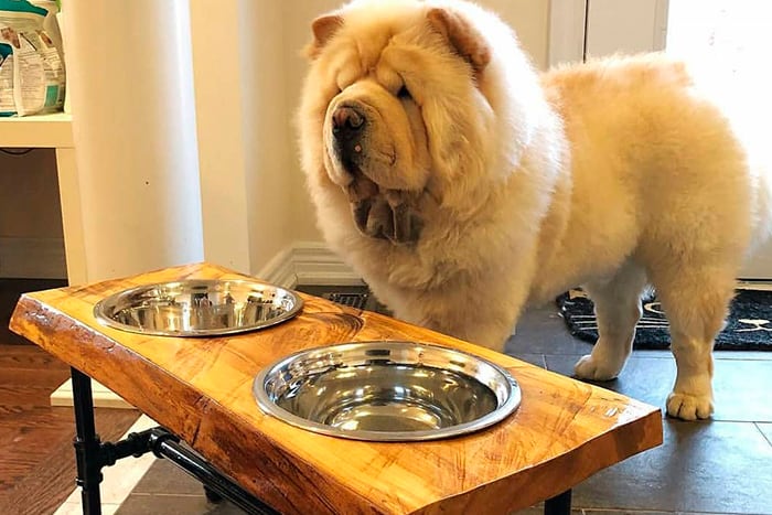 Chow Chow Comendo 