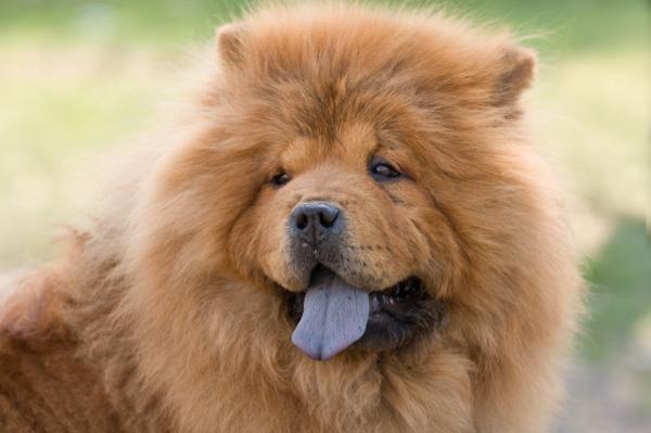 Chow Chow - Comportamento e Personalidade