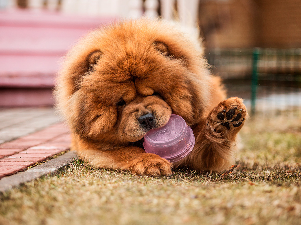 Chow Chow Filhote Brincando