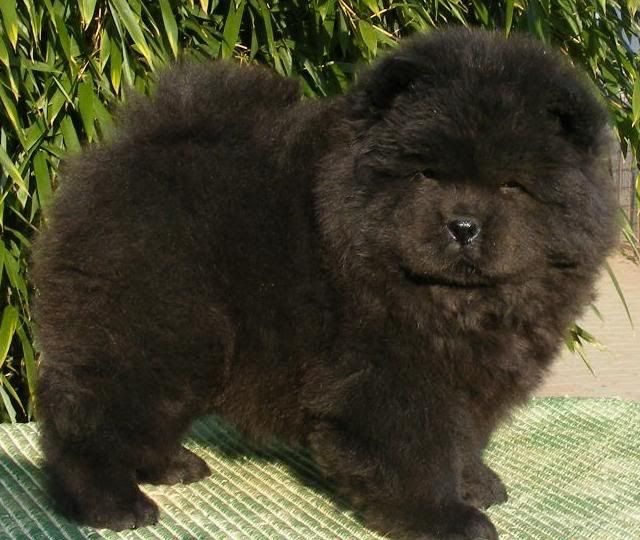 Chow Chow Preto Filhote