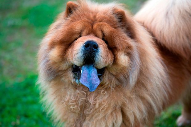 Chow Chow com a Língua de Fora