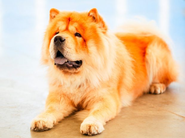 Chow Chow com a Língua para Fora 