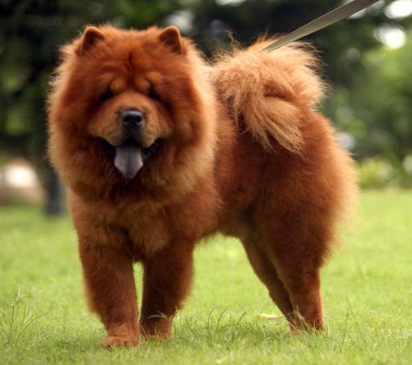 Chow Chow e sua língua azul