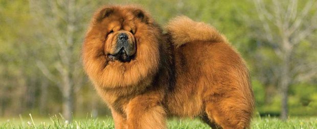 Chow Chow na Grama