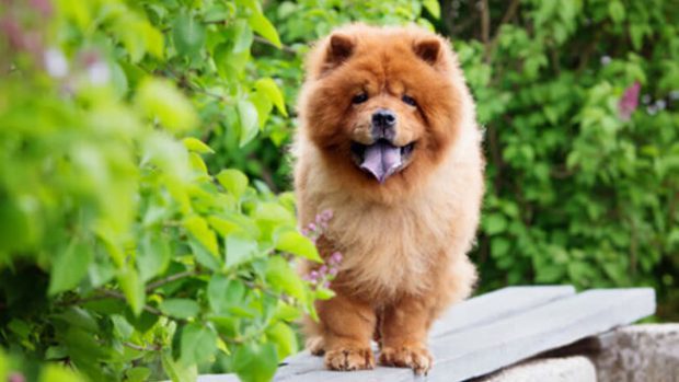 Chow Chow no Meio do Jardim 