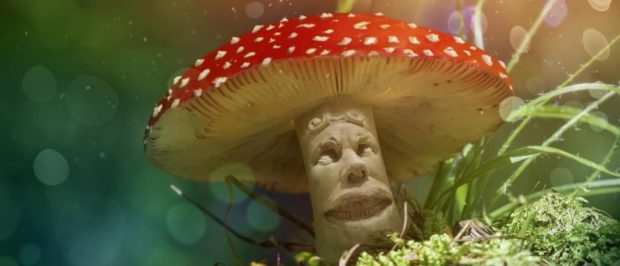 Qual é a Brisa do Cogumelo? Qual o Efeito do Chá de Cogumelo?