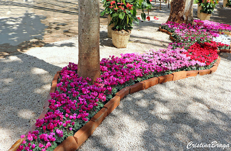 Ciclame no Jardim
