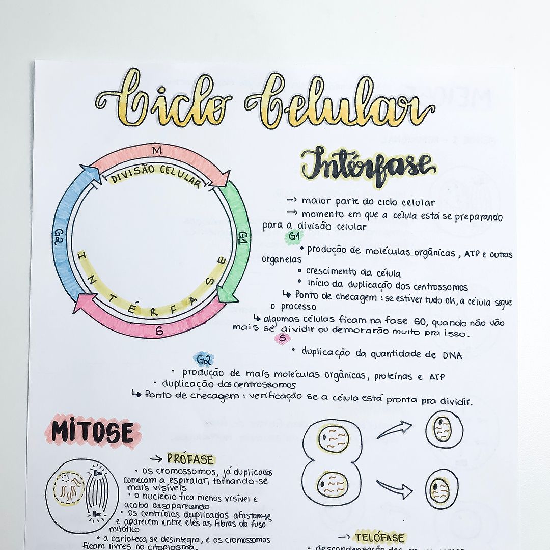 Ciclo Celular