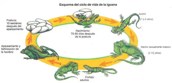 Ciclo de Vida da Iguana