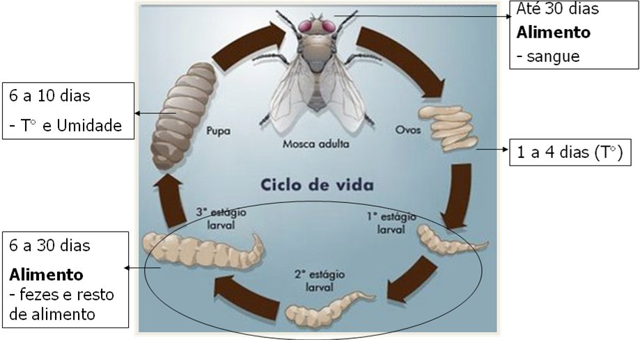 Ciclo de Vida da Mosca