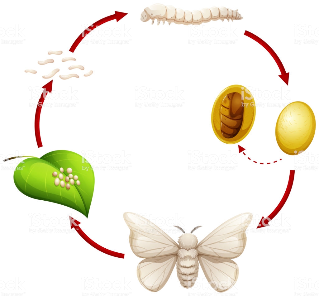 Ciclo de Vida do Bicho Da Seda