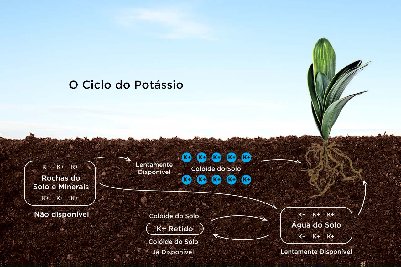 Ciclo do Potássio nas Plantas