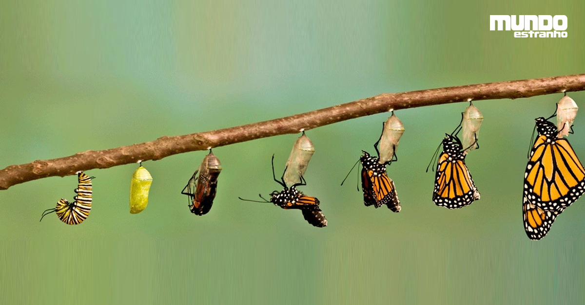 Ciclos De Transformação Da Borboleta