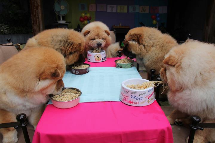 Ciinco Chow Chows se Alimentando Juntos 