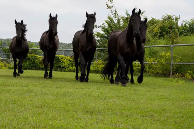 Cinco Cavalos Friesian 