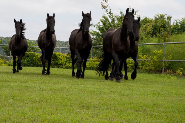 Cinco Cavalos Friesian