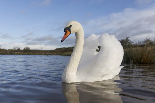 Quais São os Predadores do Cisne e Seus Inimigos Naturais?