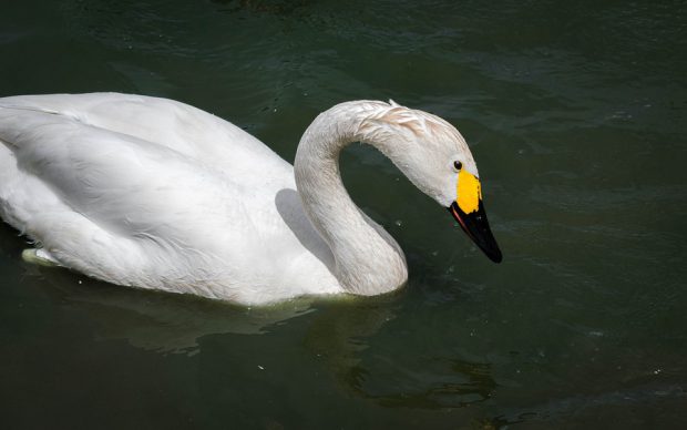 Cisne de Bewick em seu habitat