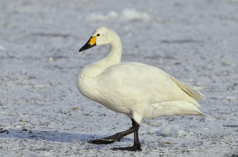 Cisne de Bewick no Alasca