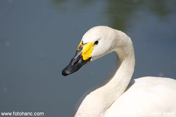 Cisne de Bewick no lago