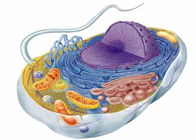 Citoplasma 