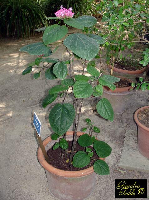 Clerodendrum Bungei no Vaso