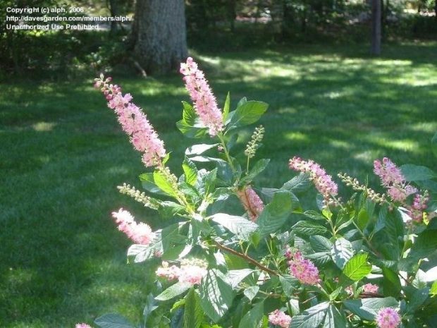 Clethra Alnifolia Rosa no Jardim