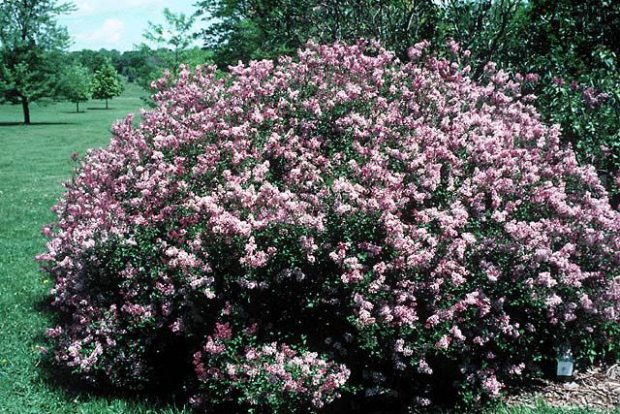 Clethra Alnifolia Ruby Spice Florido