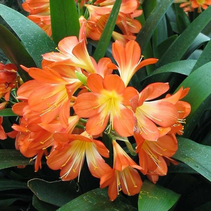 Clivia