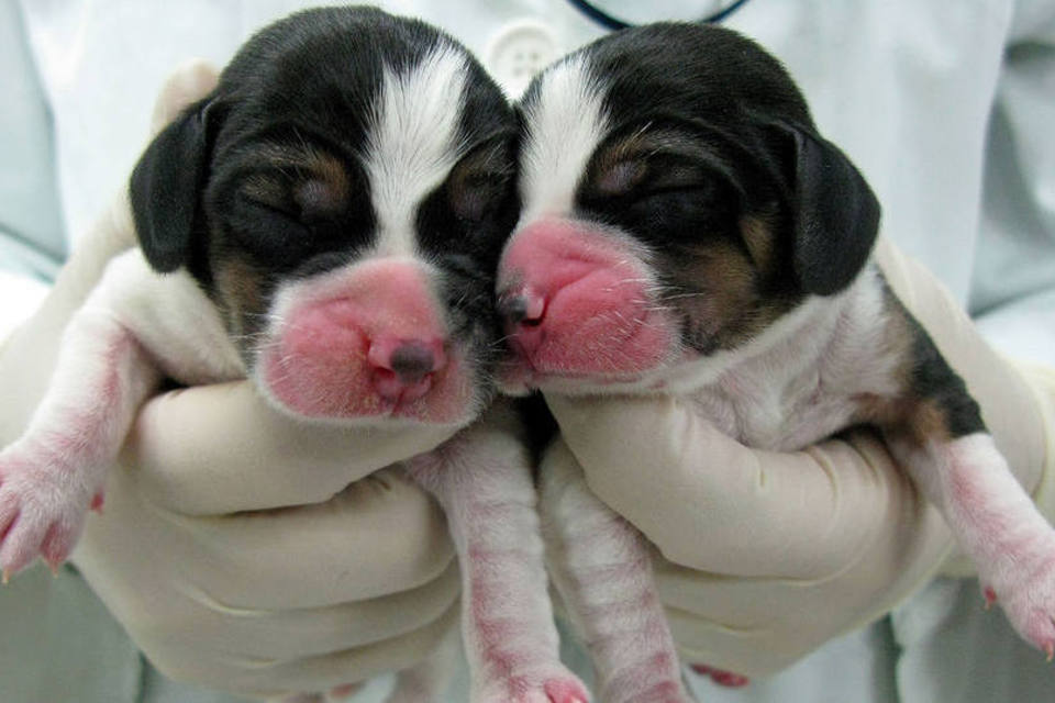 Clonagem de Animais