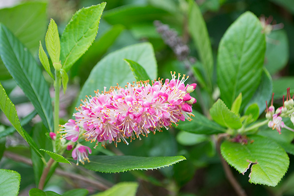 Close na Clethra Alnifolia