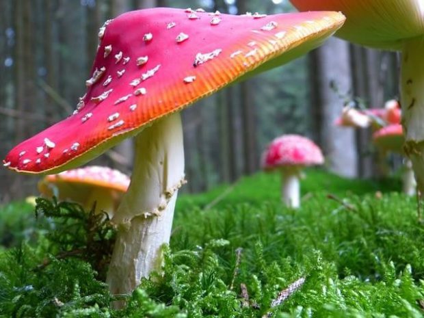 Cogumelo Vermelho