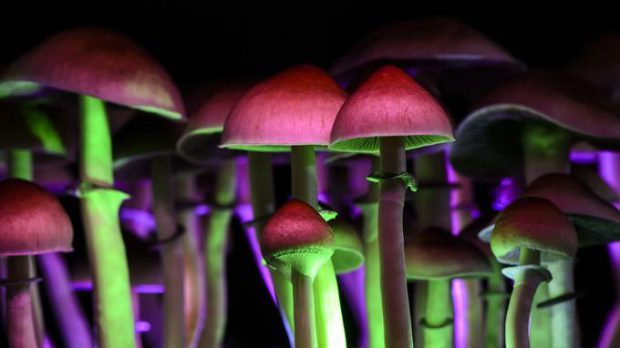 Cogumelos Alucinógenos Coloridos