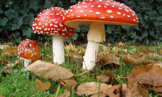 Cogumelos Alucinógenos Vermelhos Grandes na Natureza