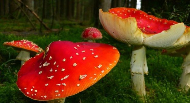 Cogumelos Alucinógenos Vermelhos na Mata