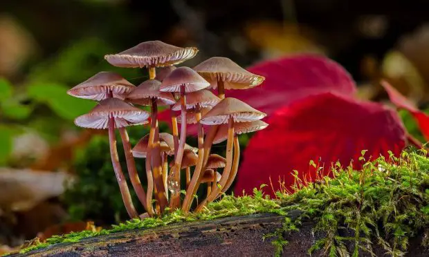 Cogumelos Alucinógenos na Natureza 