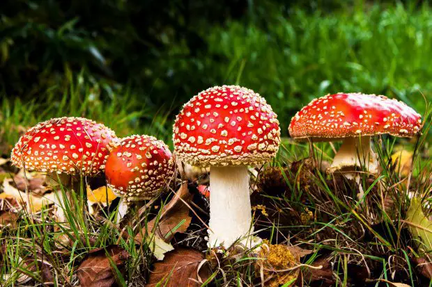 Cogumelos Vermelhos Alucinógenos 