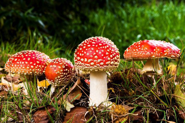 Cogumelos Vermelhos Alucinógenos