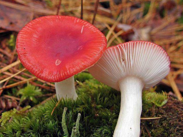 Cogumelos de Cabeça Vermelha 