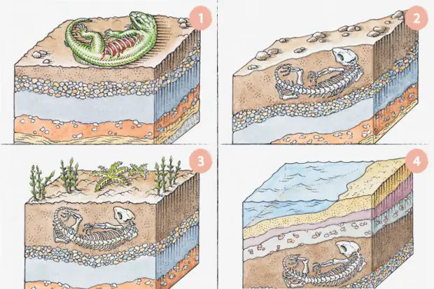 Como os Fósseis se Formam 