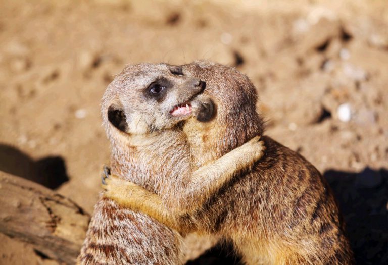 Tudo Sobre O Suricato Características, Nome