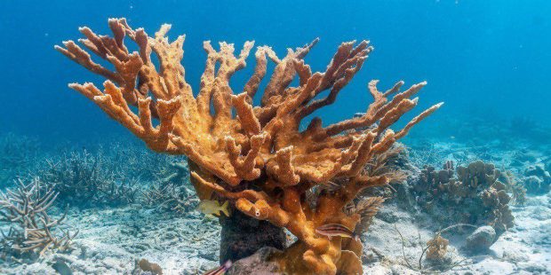 Coral Chifre de Alce