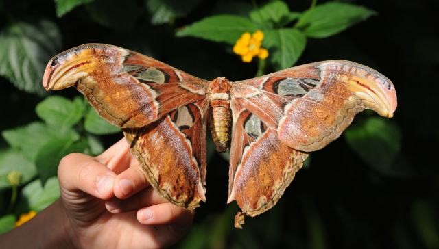 Corpo de uma Mariposa