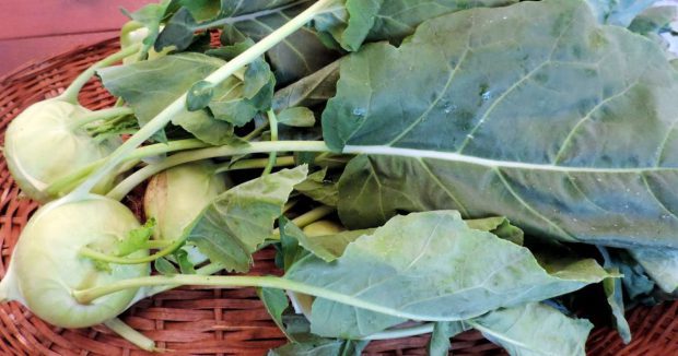 Quais São os Caules Comestíveis? Quais os Mais Consumidos? | Mundo Ecologia