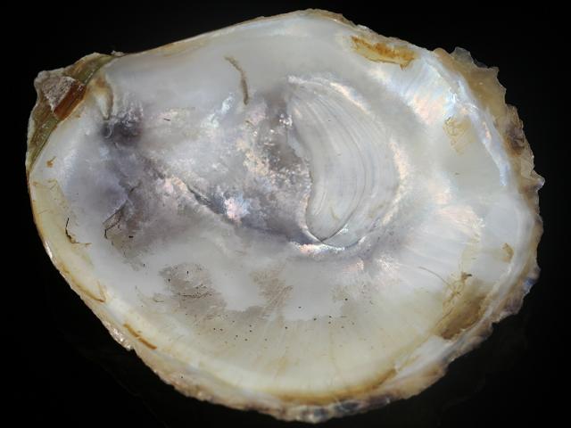 Crassostrea Rhizophorae