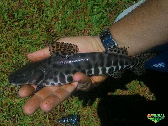 Criação de Peixe Pintado