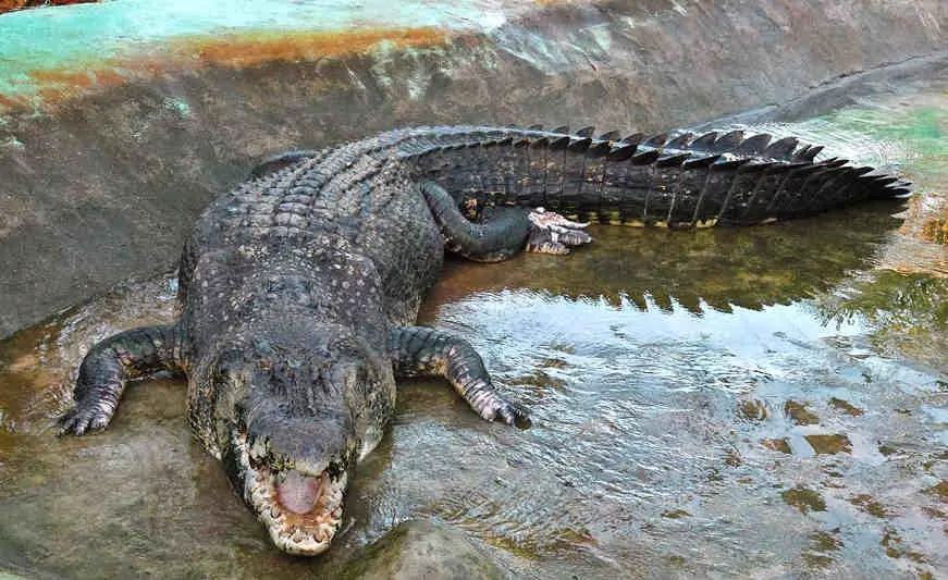 Crocodilo Características Físicas