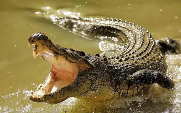 Crocodilo Com a Boca Aberta 