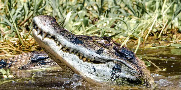 Crocodilo Com a Cabeça Saindo da Água 